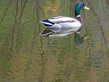 Duck swimming in lake