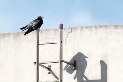 Low angle view of bird perching on roof