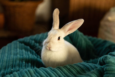 Cute white bunny rabbit sitting on a blue bean bag