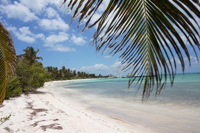 Palm trees on beach against sky