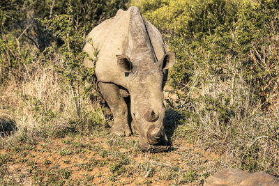 View of an animal on land