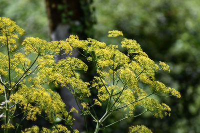 Close-up of yellow flower growing on tree