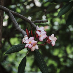 Close-up of pink flowering plant