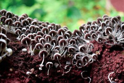 Close-up of corn on rock