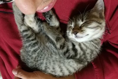 Close-up of cat sleeping