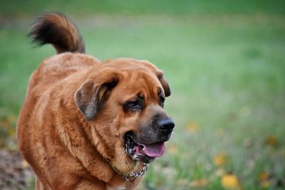 Close-up of dog standing on field