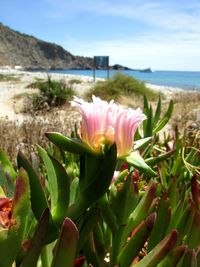 Close-up of flower blooming against sea