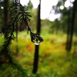 Close-up of leaf on tree