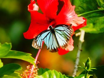 Close-up of butterfly on red flower