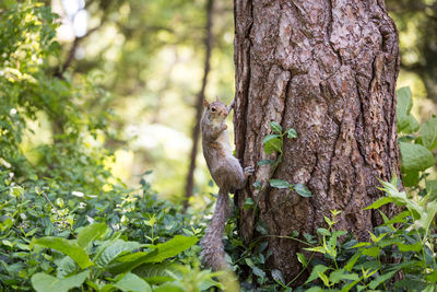 Squirrel on tree trunk in forest