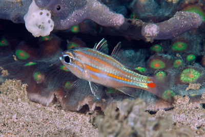 Close-up of fish swimming in sea