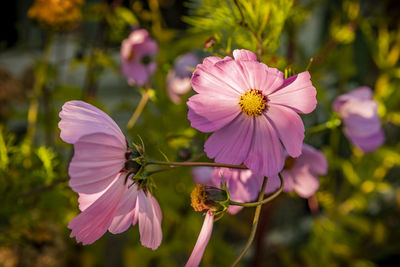 Close-up of pink cosmos flower