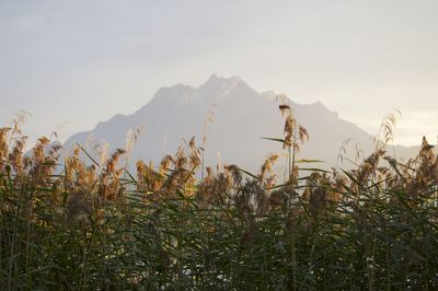 Scenic view of grassy field against sky