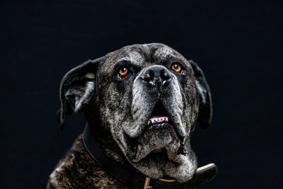 Close-up portrait of dog over black background