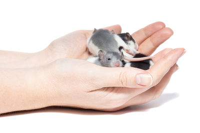 Close-up of hand holding small over white background