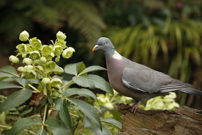 Close-up of bird perching on leaf