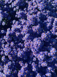 Full frame shot of flowering plant