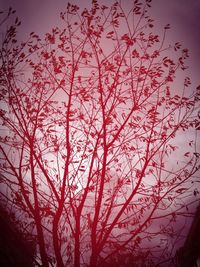 Low angle view of bare trees against sky