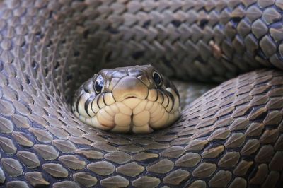 Close-up of snake