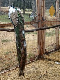 Bird in cage at zoo