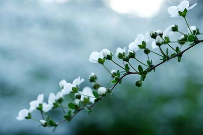 Close-up of white flowering plant