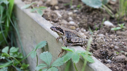 Close-up of frog on retaining wall