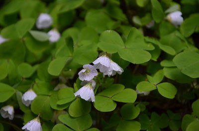 Close-up of purple flowers