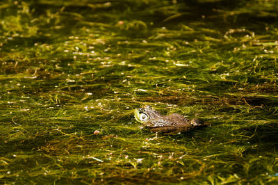 View of turtle in water