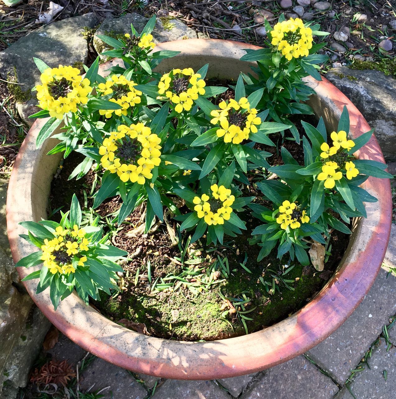 HIGH ANGLE VIEW OF POTTED PLANT IN POT