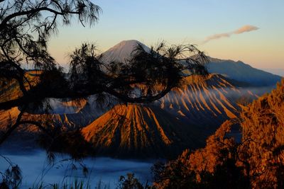 View of trees on mountain during sunset