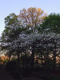 Trees growing in sunlight