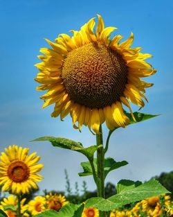 Close-up of sunflower