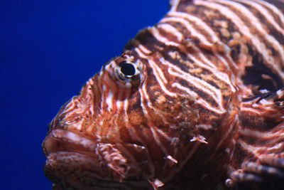 Close-up of fish in aquarium