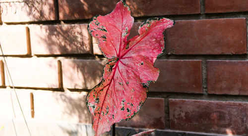 Close-up of pink leaf