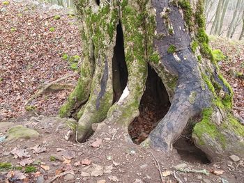 Moss growing on tree trunk in forest