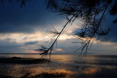 Silhouette plant on beach against sky during sunset