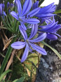 Close-up of purple crocus flowers