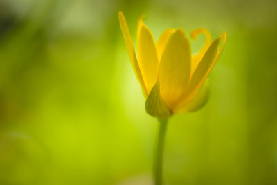 Close-up of yellow flowering plant