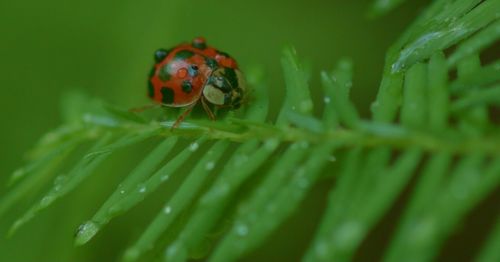 Close-up of ladybug on leaf