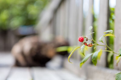 Raspberry growing on plant