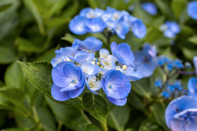 Close-up of purple flowering plant