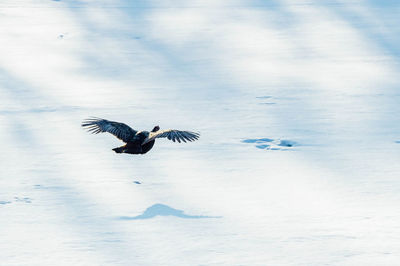 Bird flying over snow