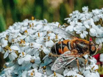 Close-up of bee pollinating on flower