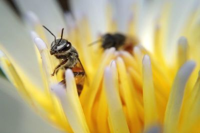 Close-up of bee pollinating on yellow flower