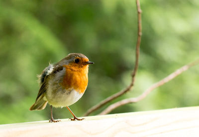 Close-up of robin on railing