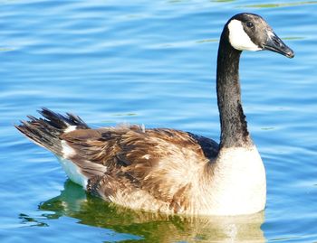 Close-up of a duck swimming in lake