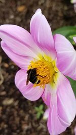Close-up of bee pollinating on pink flower