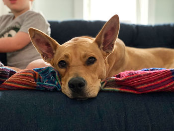 Portrait of dog relaxing at home