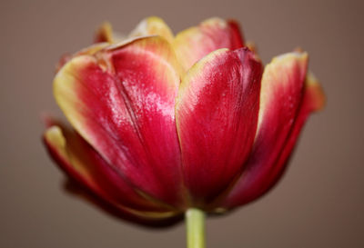 Close-up of red tulip