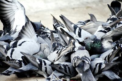 High angle view of pigeons flying